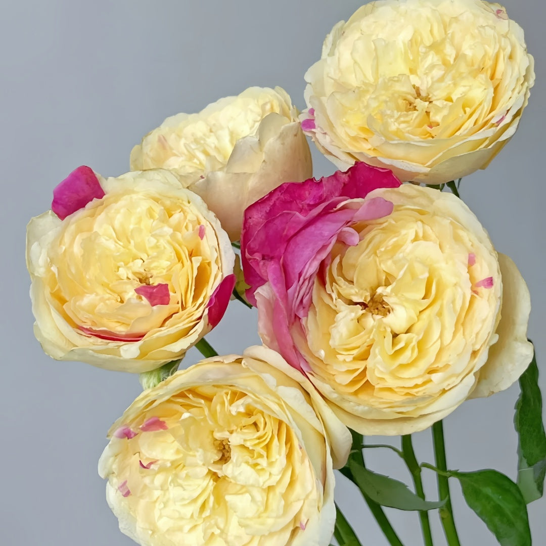 Fugetsu Rose