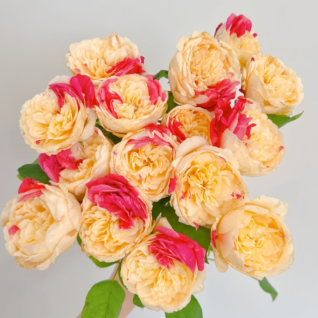 Fugetsu Rose