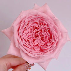 Princess Hitomi Rose-仁美公主｜Japanese Cut Rose