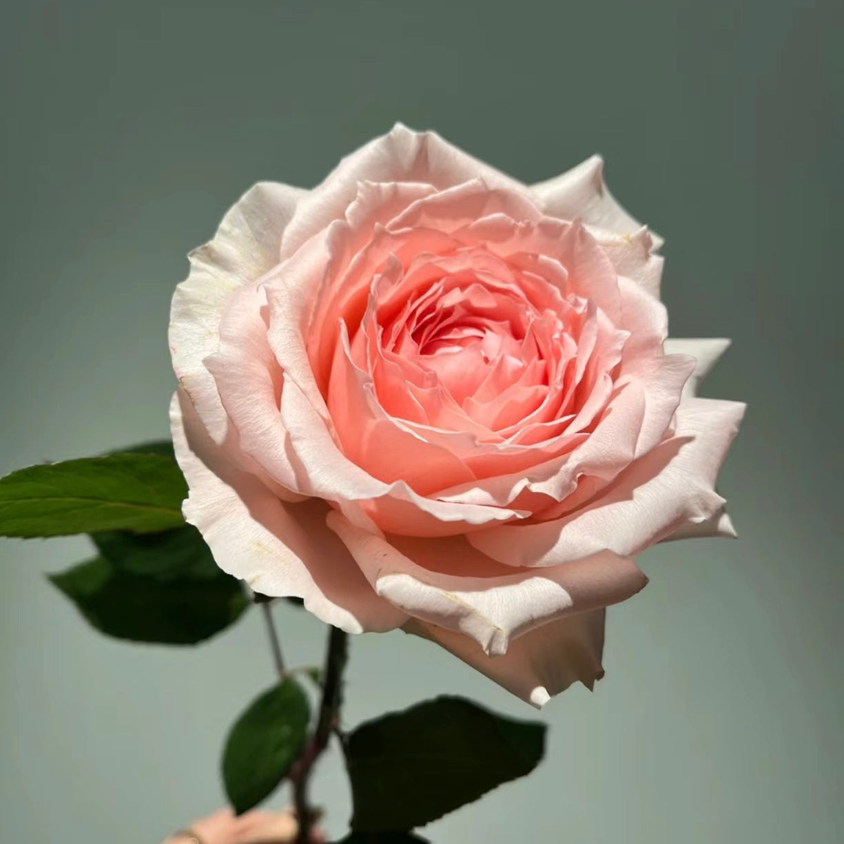 Princess Hitomi Rose-仁美公主｜Japanese Cut Rose