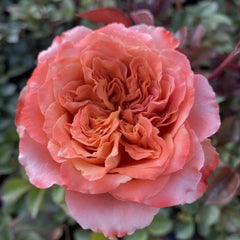 Funky Peach Rose
