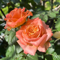 Funky Peach Rose