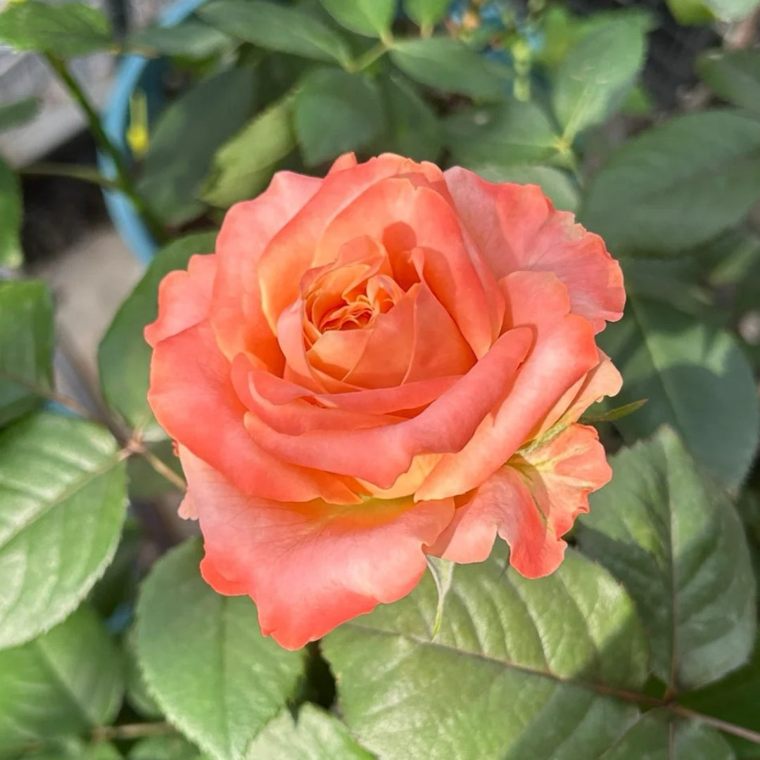 Funky Peach Rose