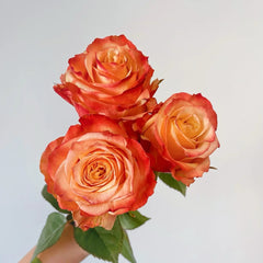 Funky Peach Rose