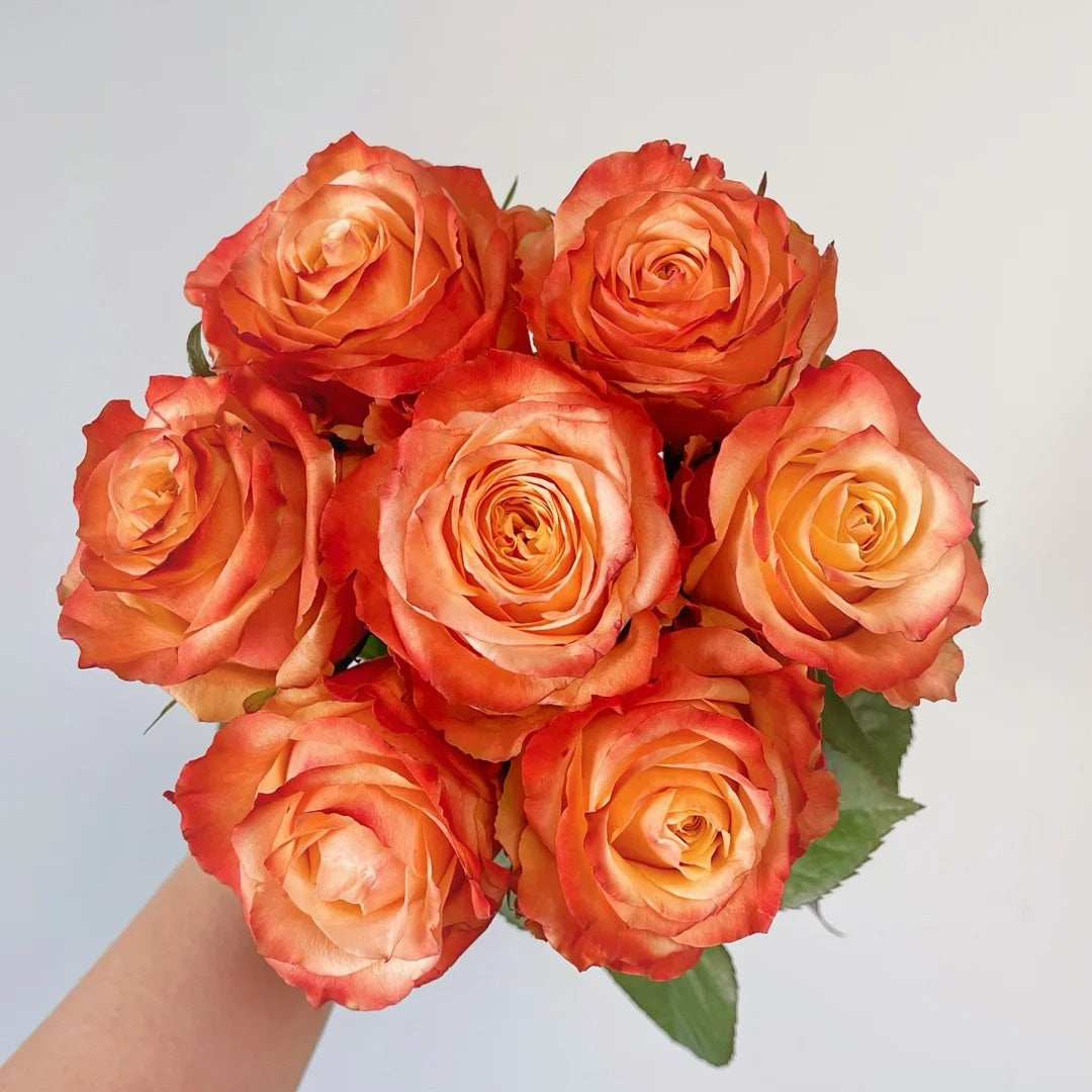 Funky Peach Rose