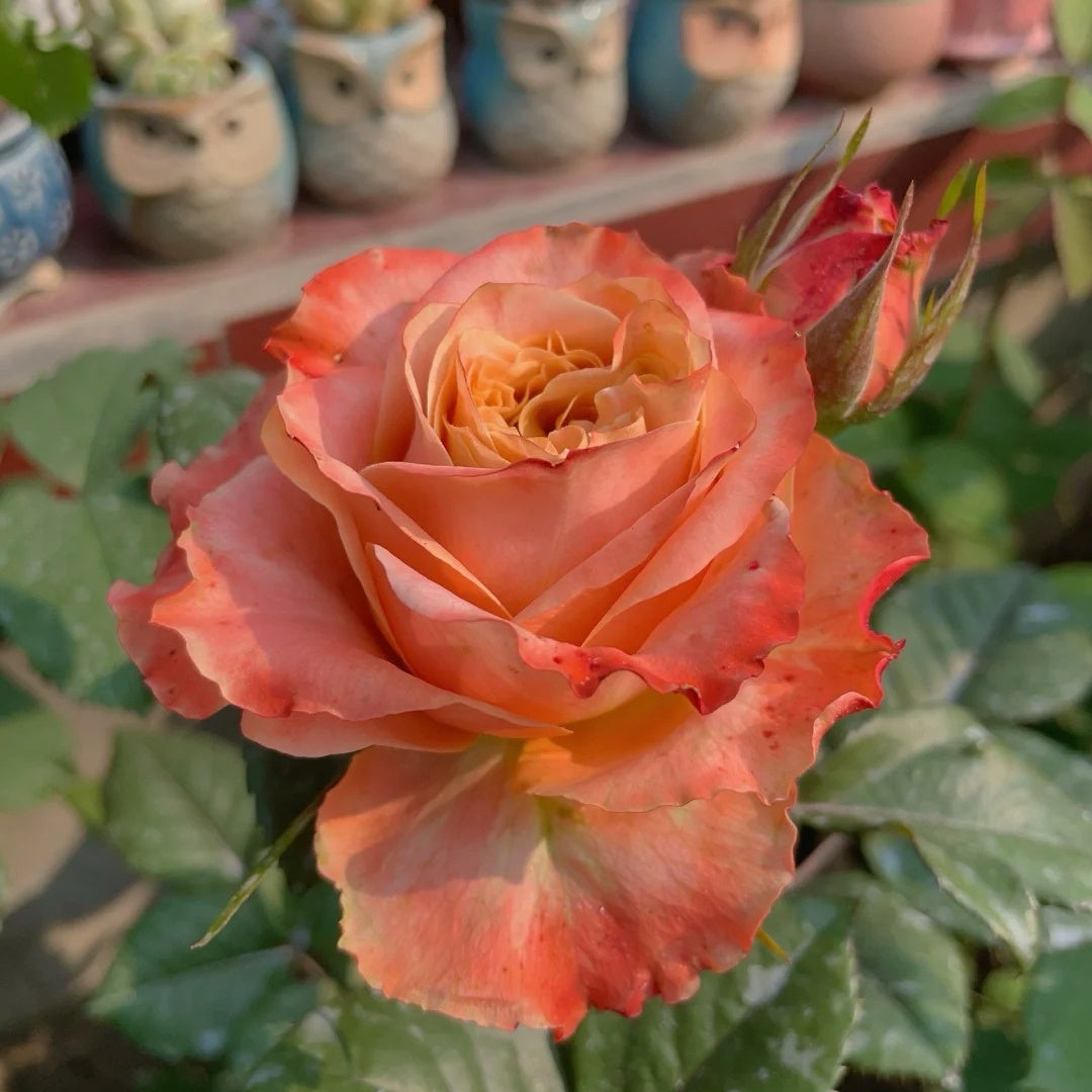 Funky Peach Rose
