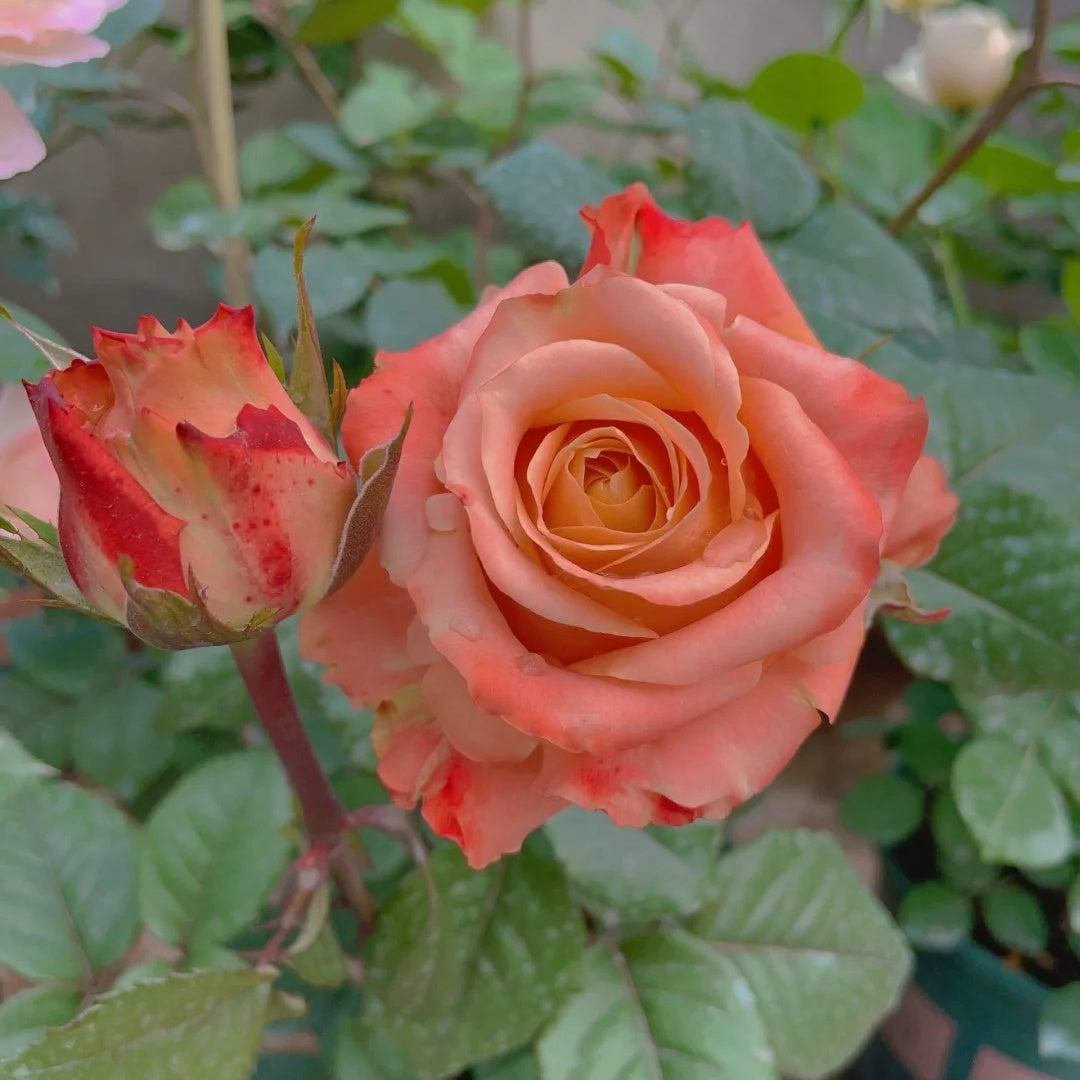 Funky Peach Rose