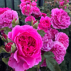 Gabriel Oak® Rose