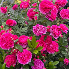 Gabriel Oak® Rose