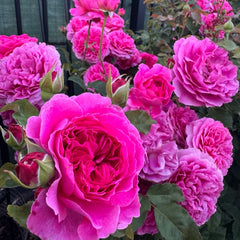 Gabriel Oak® Rose