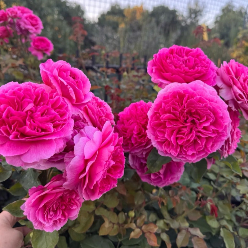 Gabriel Oak® Rose