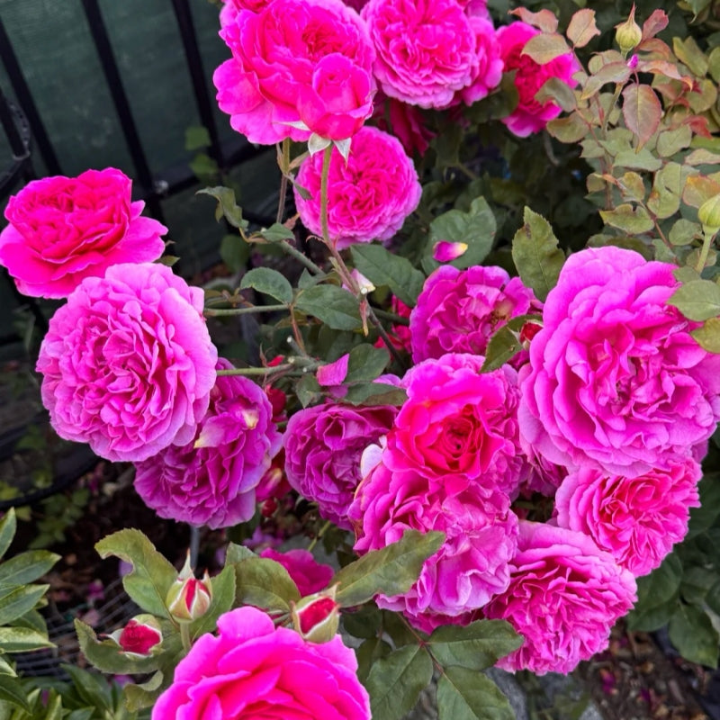 Gabriel Oak® Rose