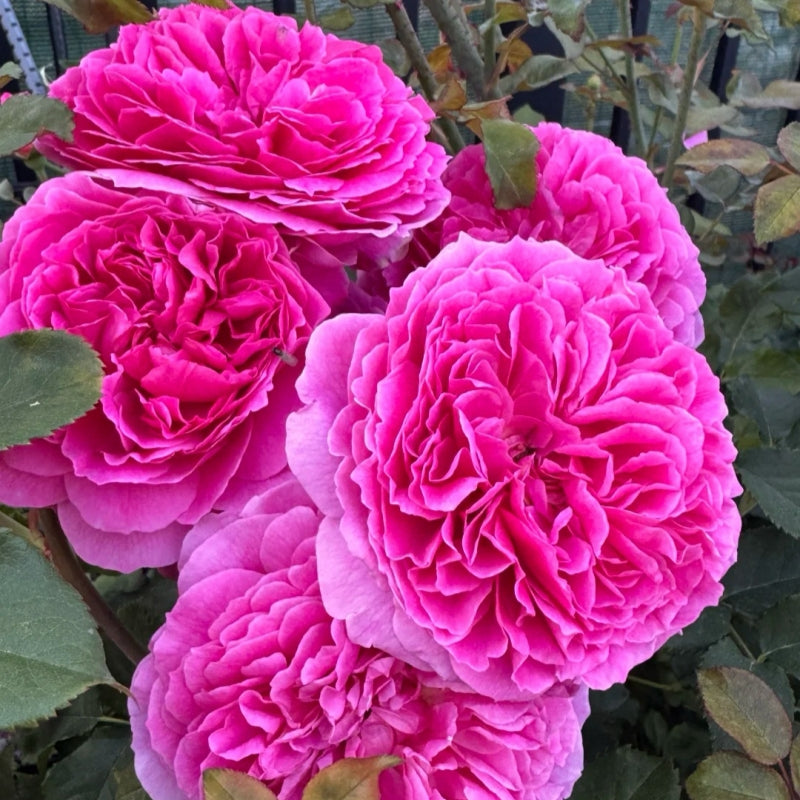 Gabriel Oak® Rose