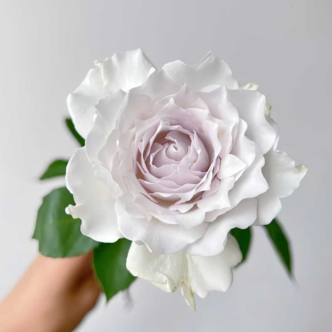 shiz 大納言2kgえりも3kg Shrub Roses – Page 2 – Ergongzy Roses