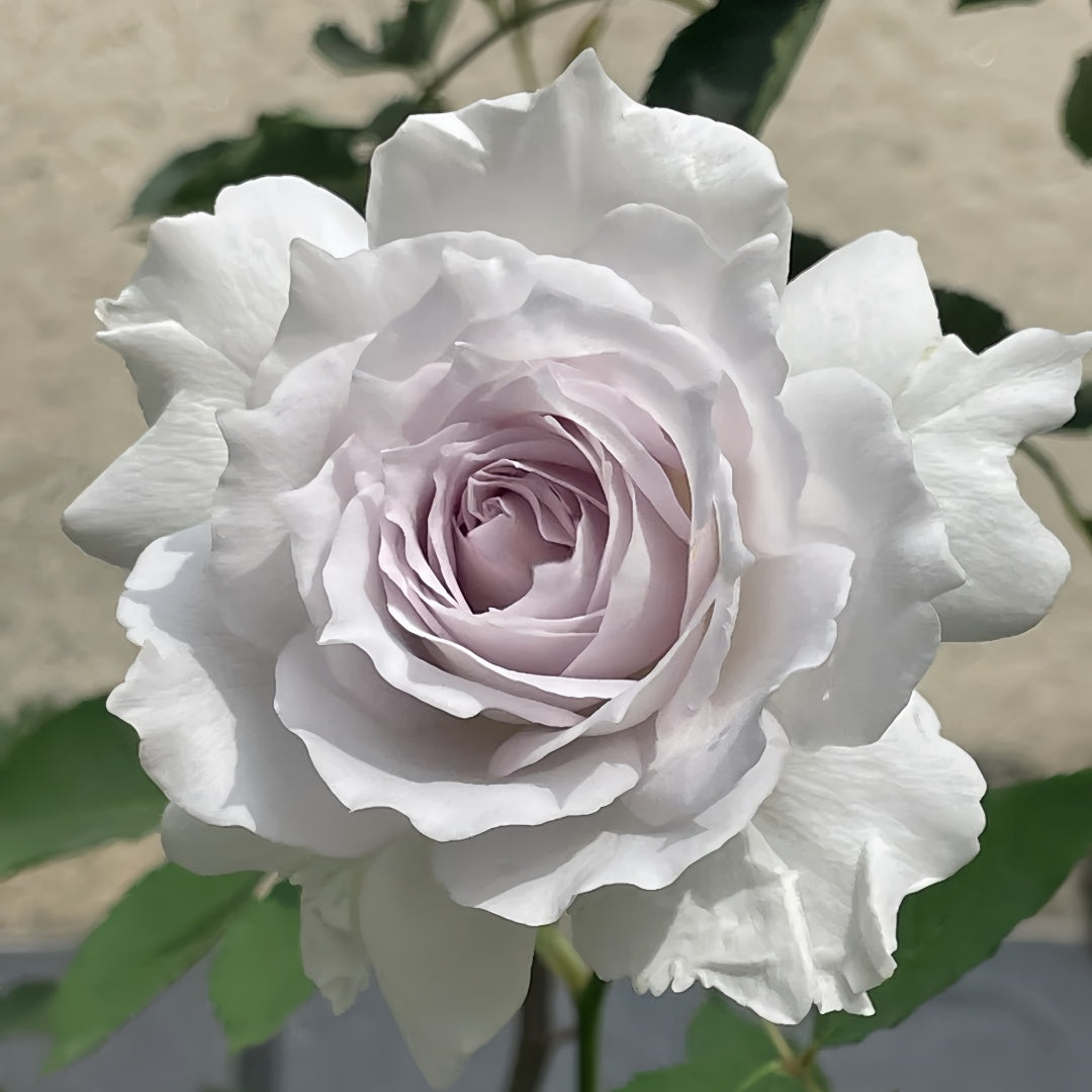 Gabriel Rose
