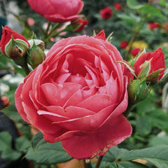 Gartenprinzessin Marie-José Rose