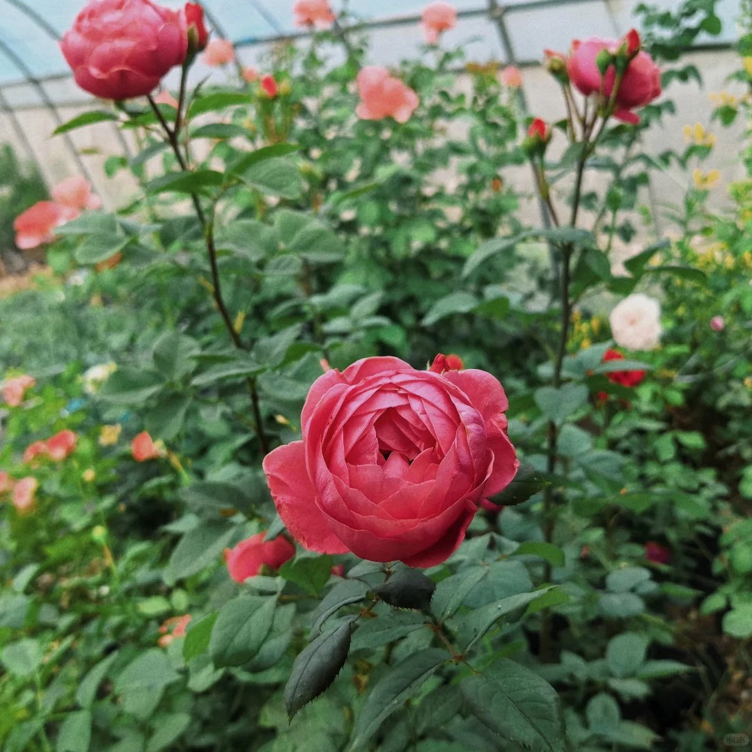 Gartenprinzessin Marie-José Rose
