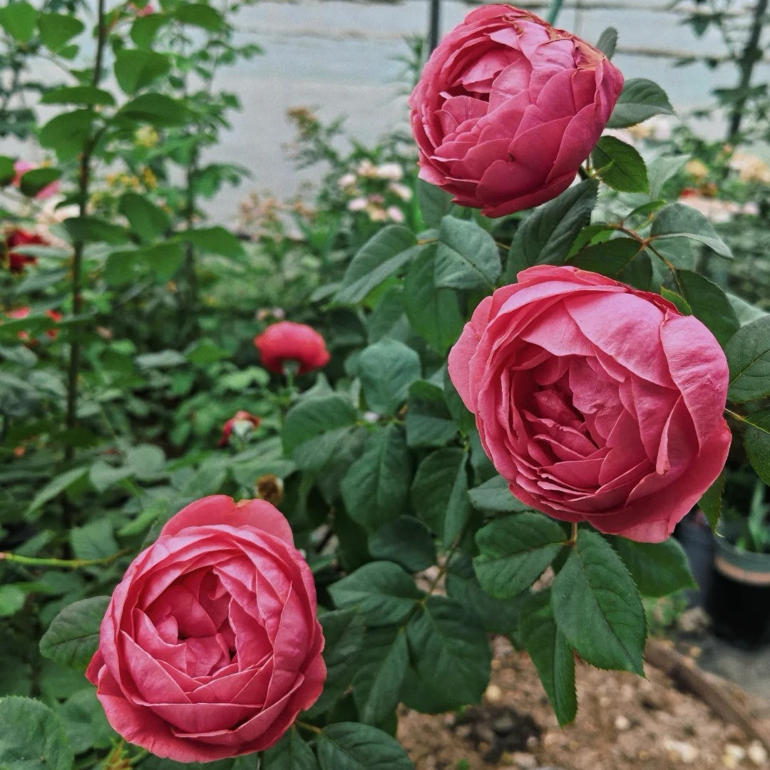 Gartenprinzessin Marie-José Rose