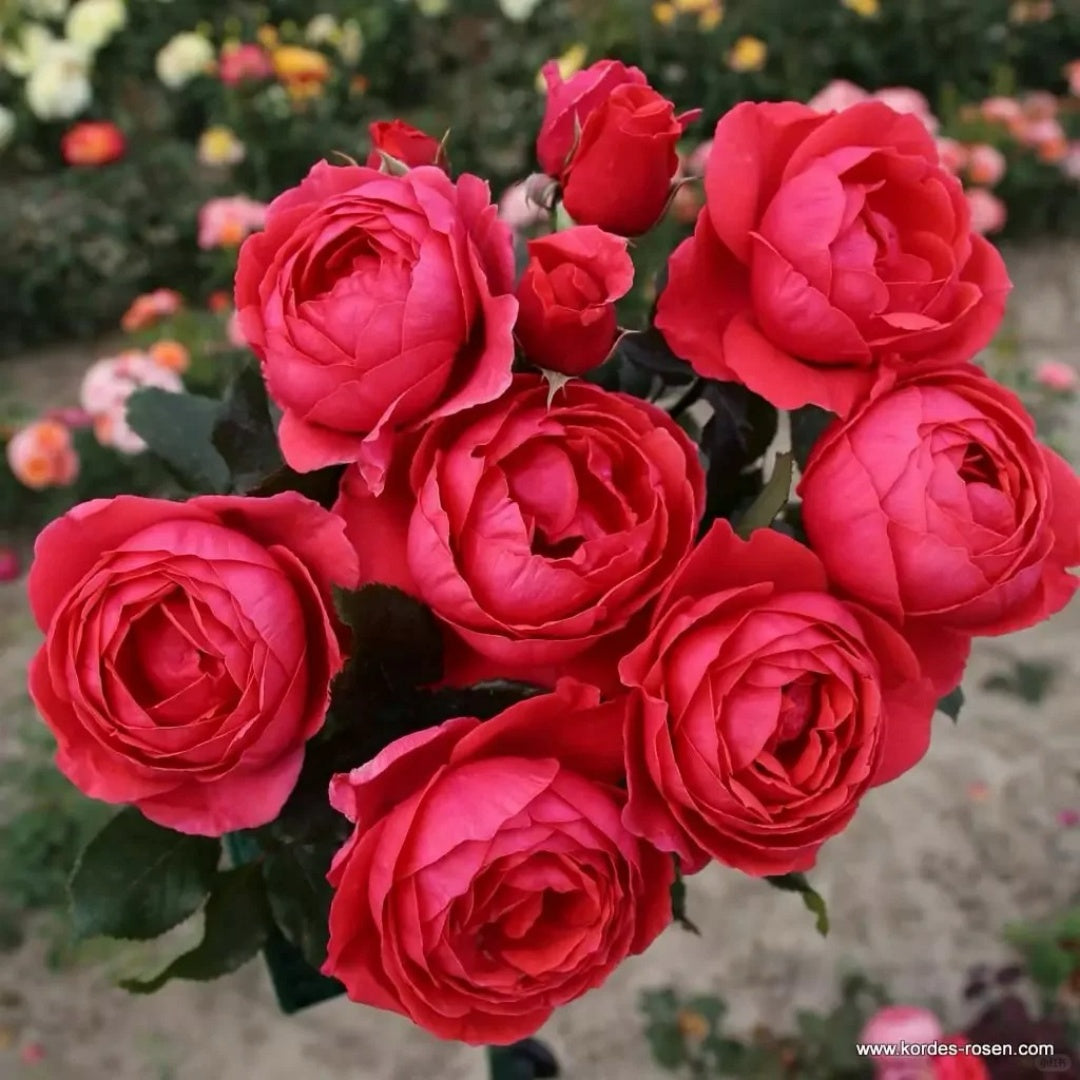 Gartenprinzessin Marie-José Rose