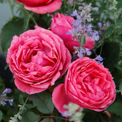 Gartenprinzessin Marie-José Rose