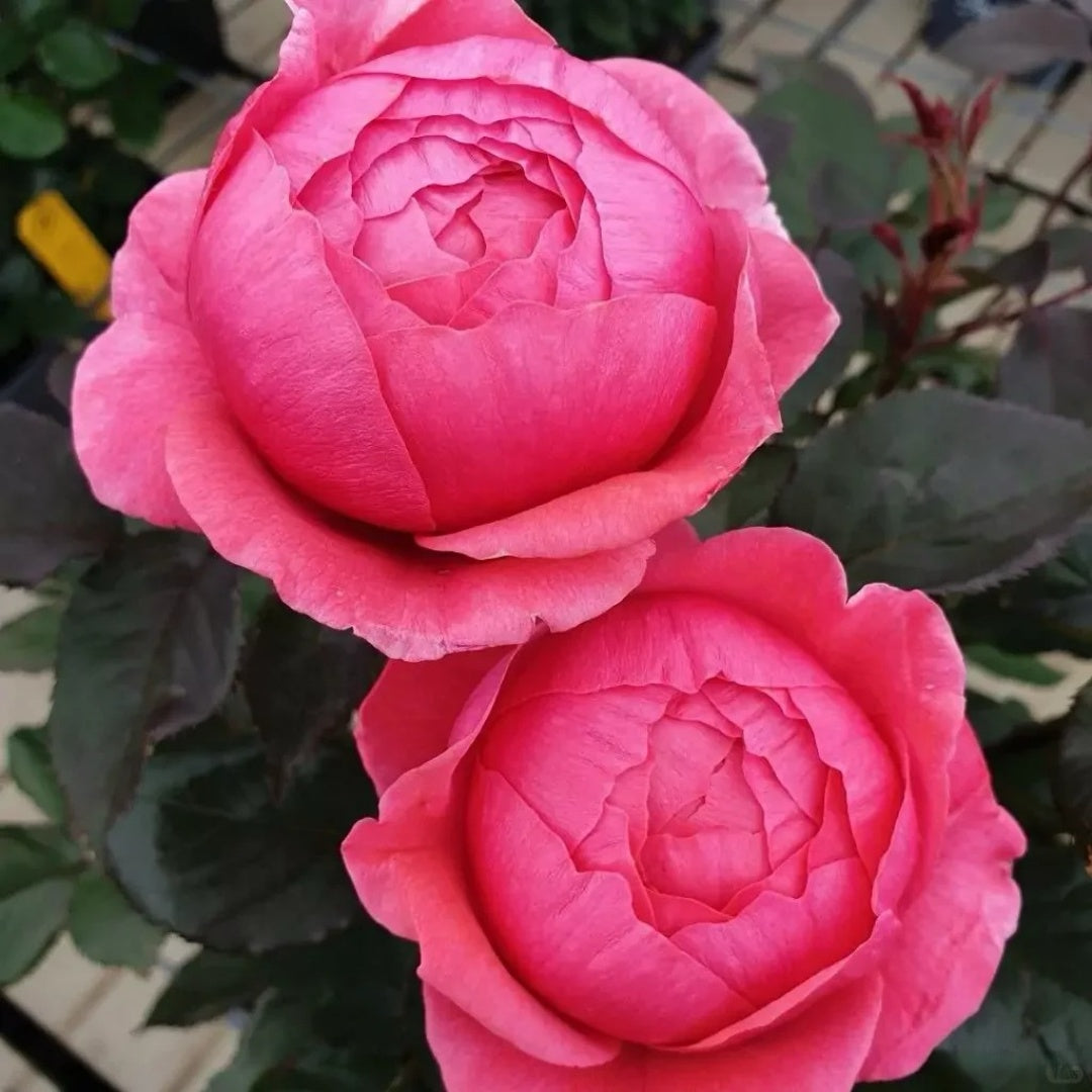 Gartenprinzessin Marie-José Rose
