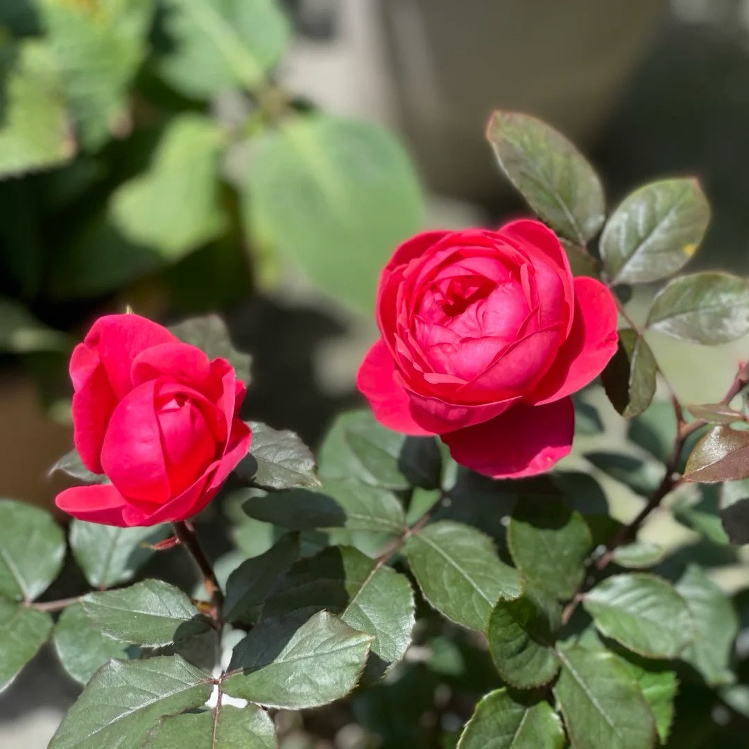 Gartenprinzessin Marie-José Rose｜玛丽何塞 – Ergongzy Roses