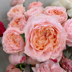 Georgia Peach Rose