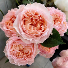 Georgia Peach Rose