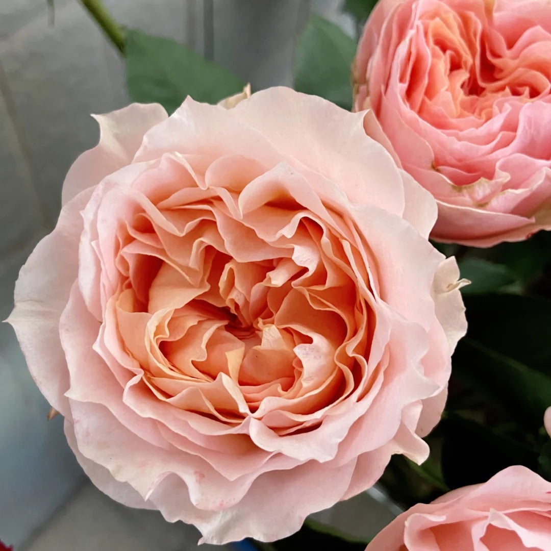 peach rose seeds Georgia Peach Rose-乔治蜜桃