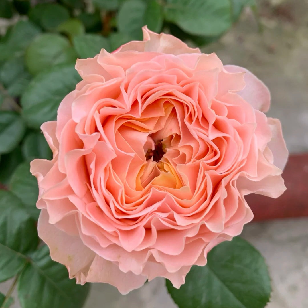 Georgia Peach Rose