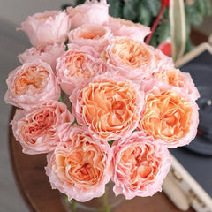 Georgia Peach Rose