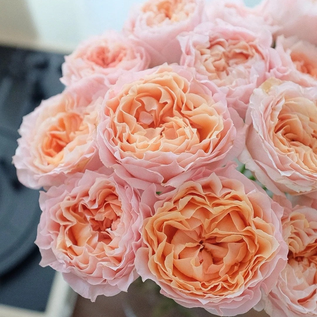 Georgia Peach Rose