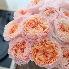 Georgia Peach Rose
