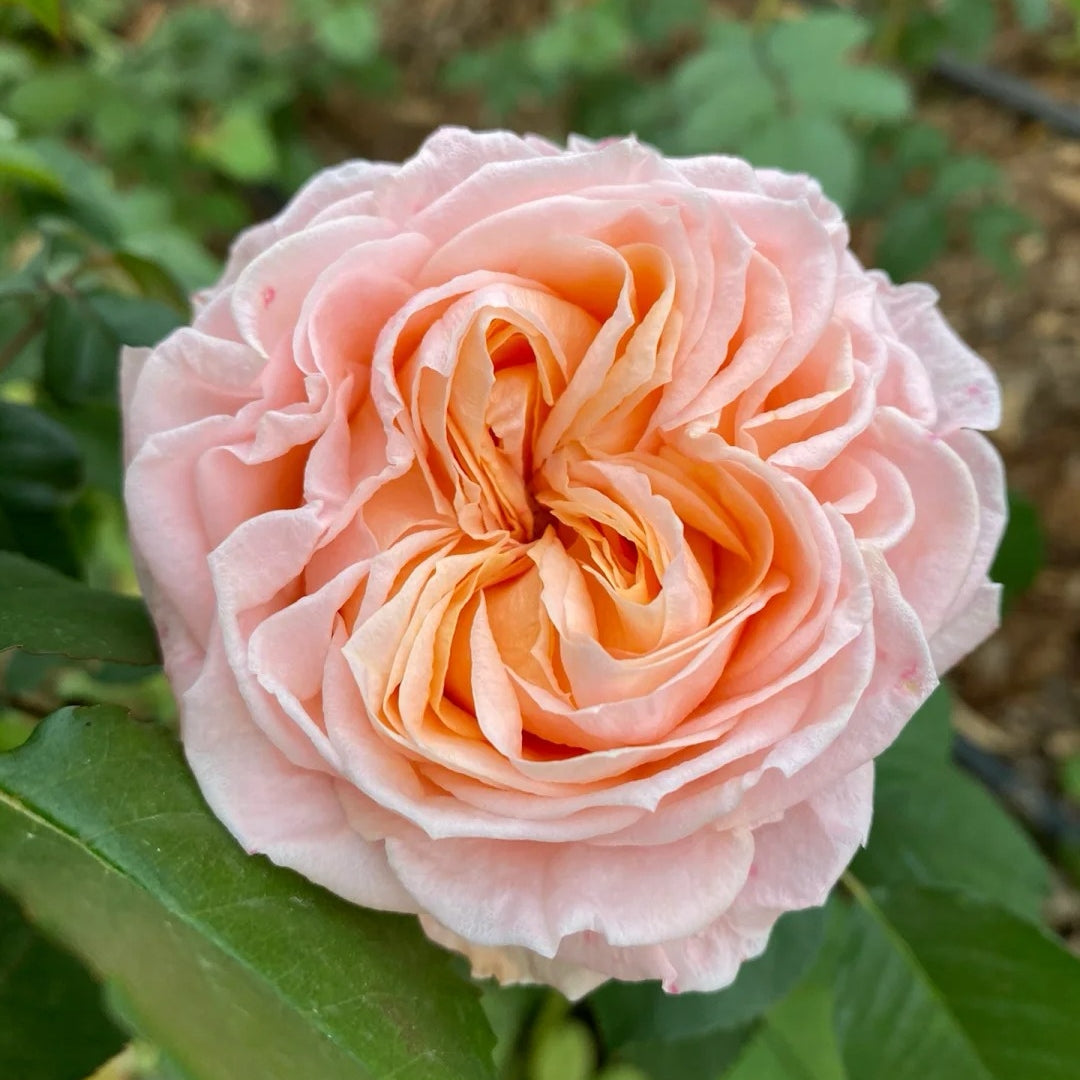 Georgia Peach Rose