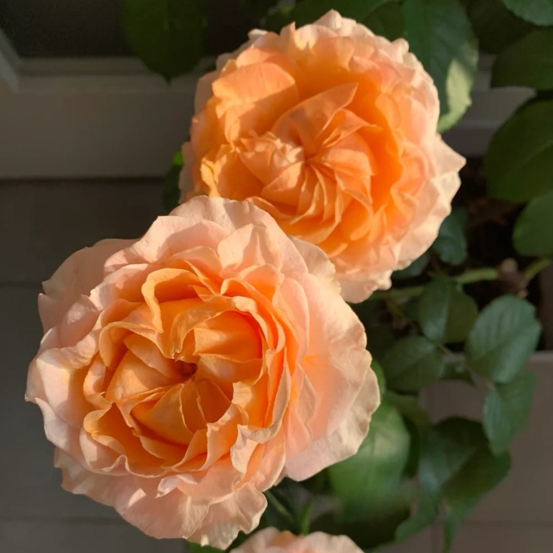 Georgia Peach Rose
