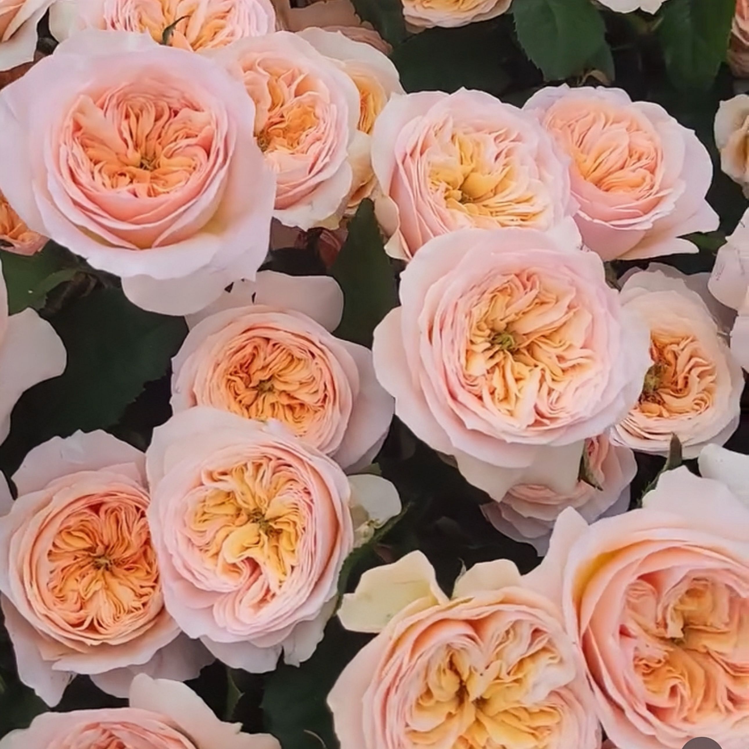 Georgina gardens Rose