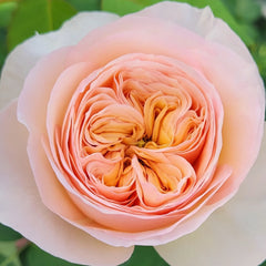 Georgina gardens Rose