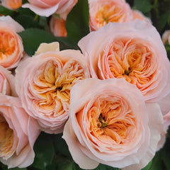 Georgina gardens Rose-乔治娜花园｜Germany Cut Roses