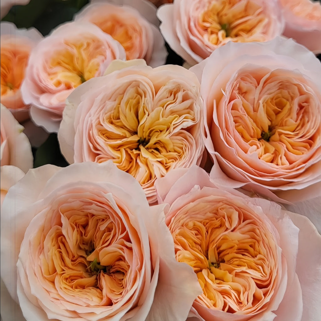 Georgina gardens Rose-乔治娜花园｜Germany Cut Roses