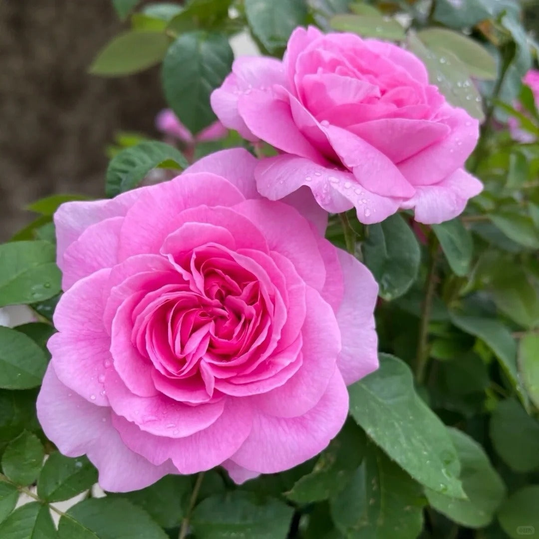 Gertrude Jekyll rose