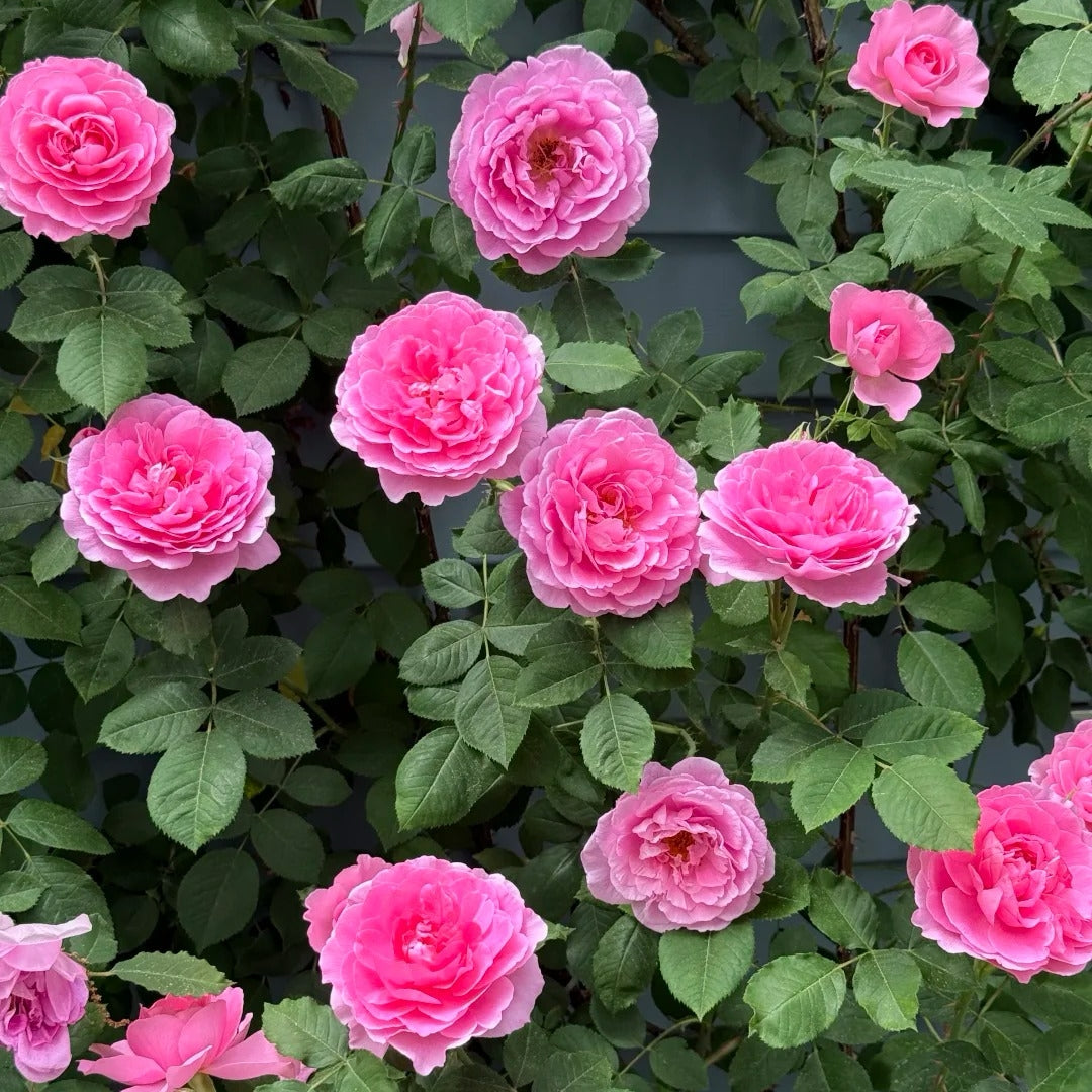 Gertrude Jekyll rose