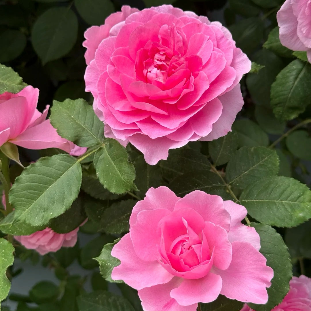 Gertrude Jekyll rose