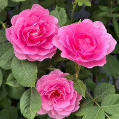 Gertrude Jekyll rose