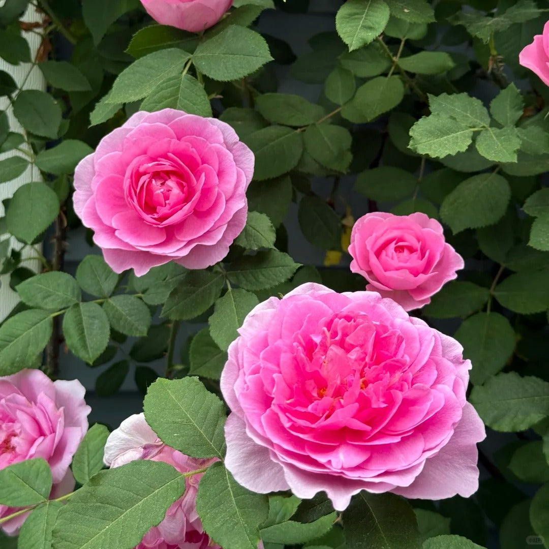 Gertrude Jekyll rose