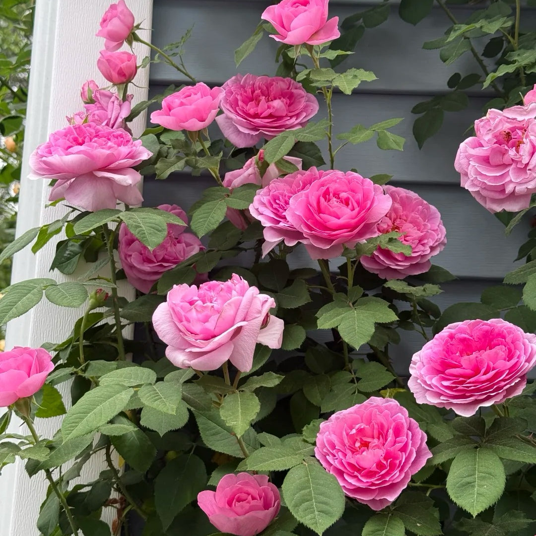Gertrude Jekyll rose
