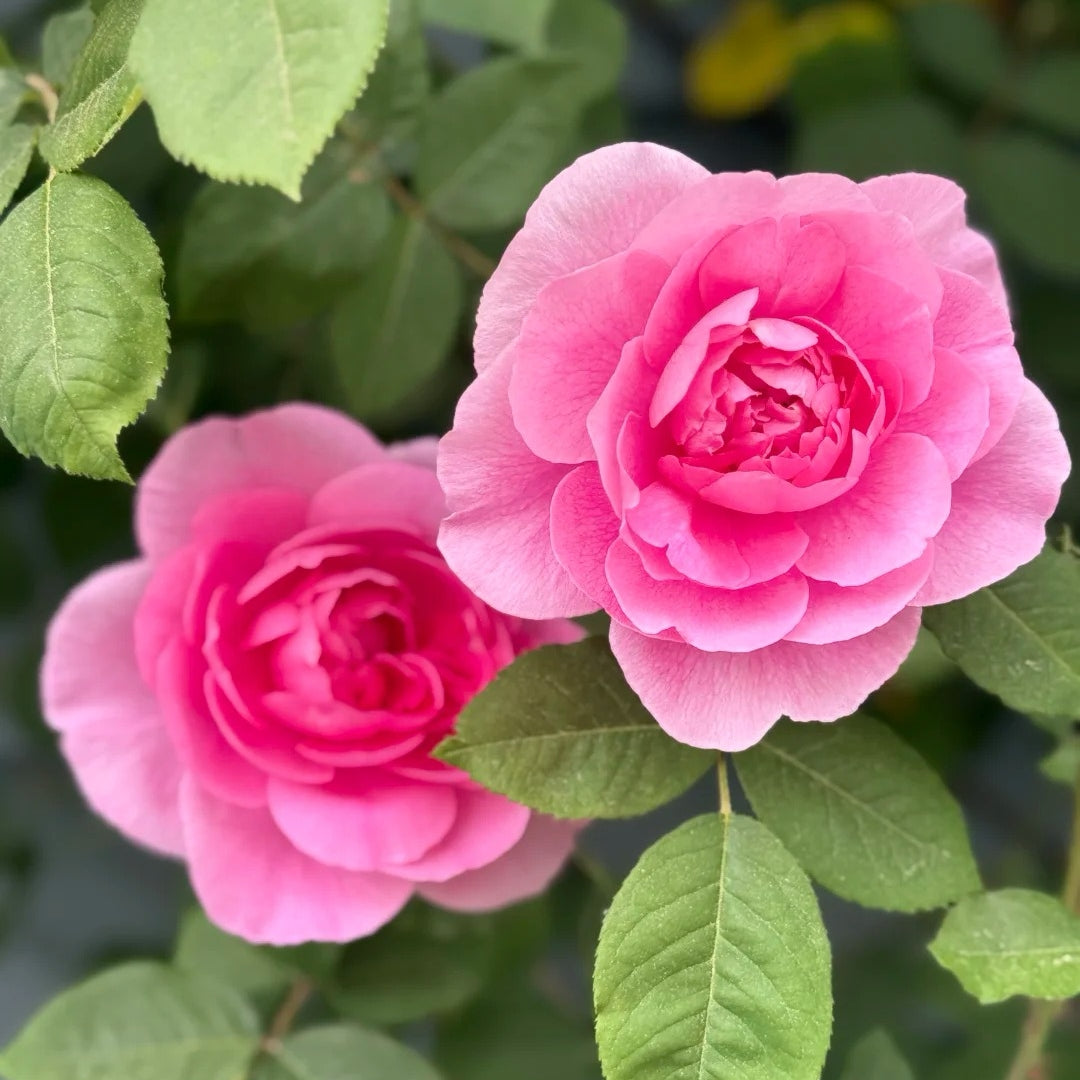 Gertrude Jekyll rose