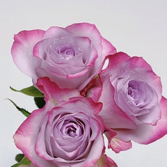 Glamorous Rose