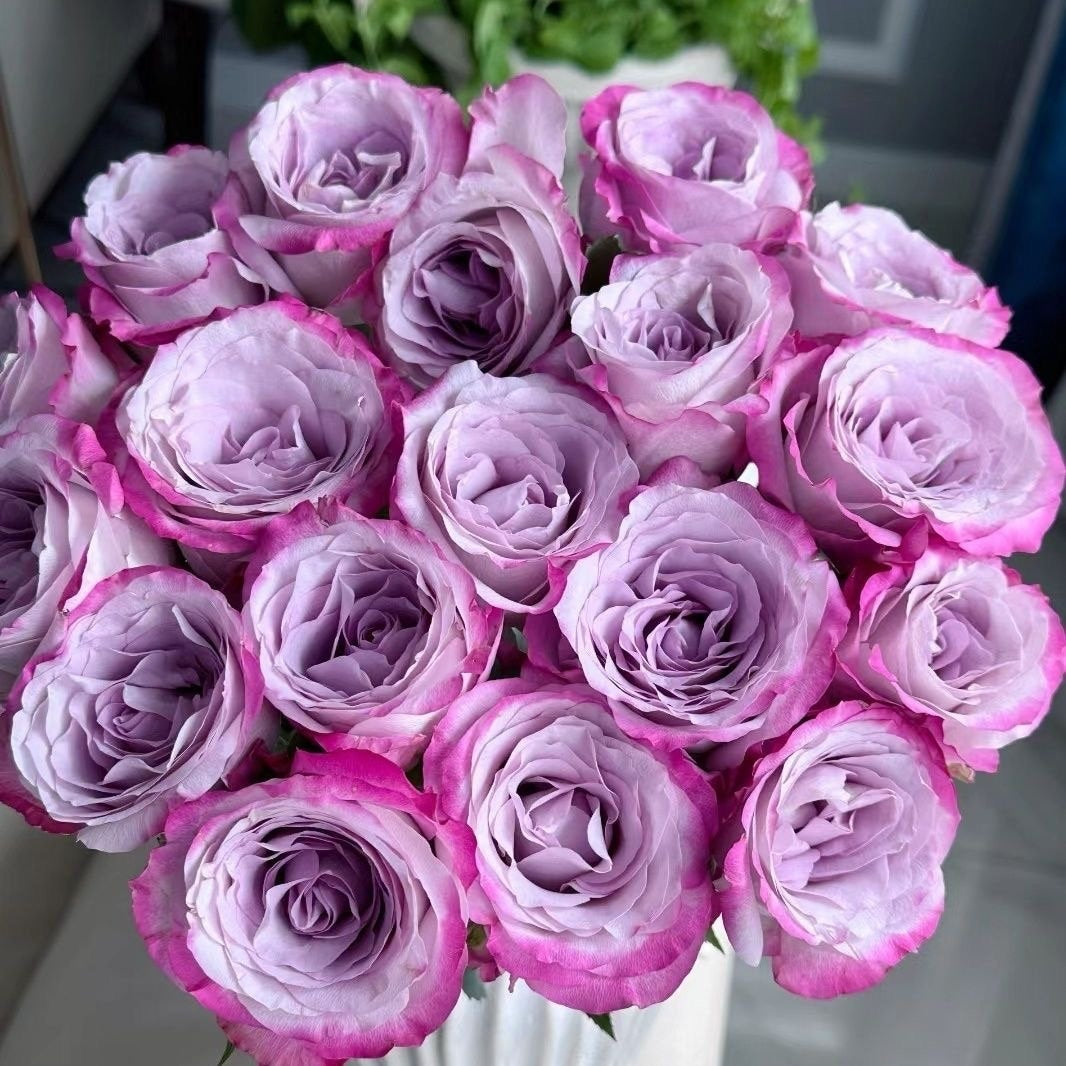 Glamorous Rose