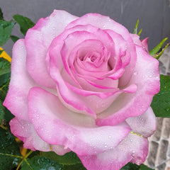 Glamorous Rose