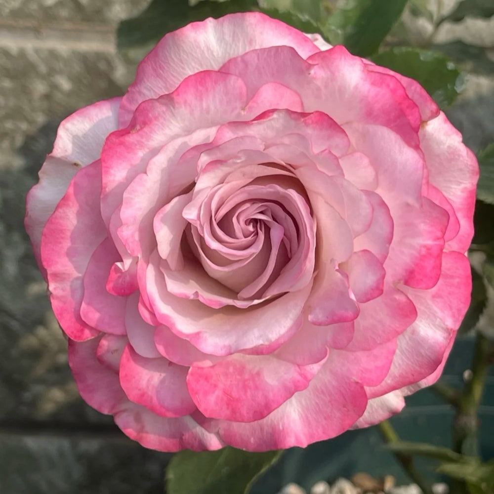 Glamorous Rose